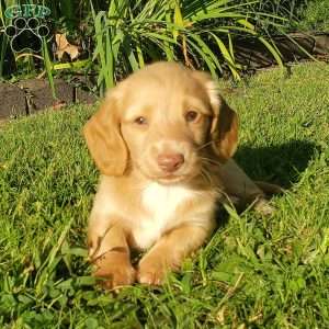 Teddy boy- Mini, Dachshund Puppy